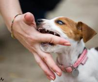 علائم و درمان توله سگ پرخاشگر