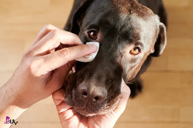  چگونه لکه های اشکی سگ را از بین ببرید