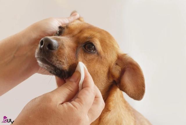 چگونه لکه های اشکی زیر چشم سگ را از بین ببرید