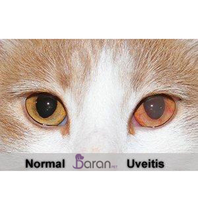 بیماری های چشمی گربه