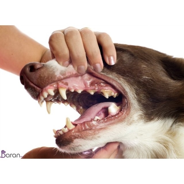 بیماری‌های دندانی در سگ