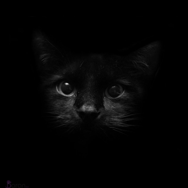 روز گربۀ سیاه
