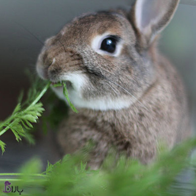 غذا مناسب خرگوش