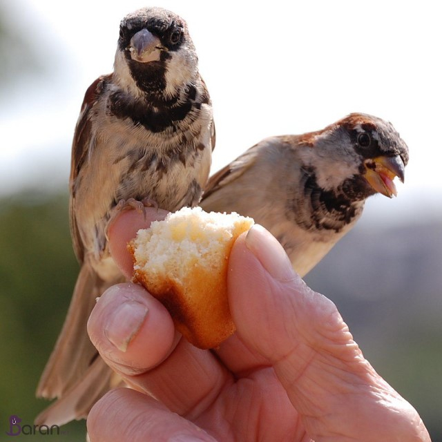 غذا دادن به پرندگان
