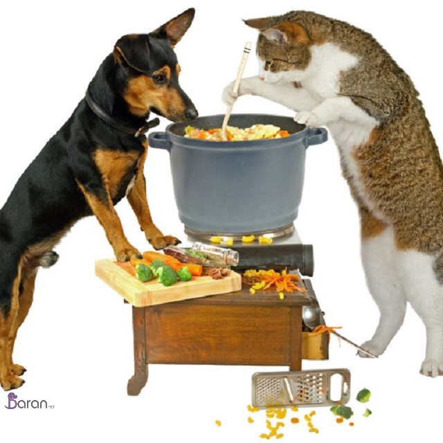 غذای خشک یا غذای خانگی کدام برای حیوانات بهتر است؟