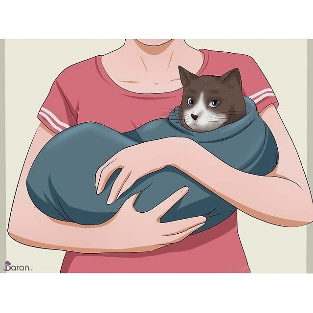 آموزش قرص دادن به گربه