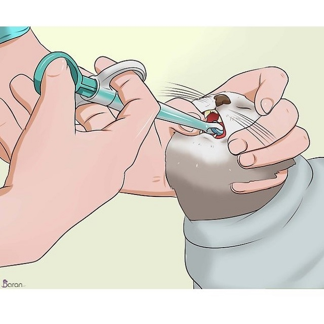 آموزش قرص دادن به گربه آموزش قرص دادن به گربه