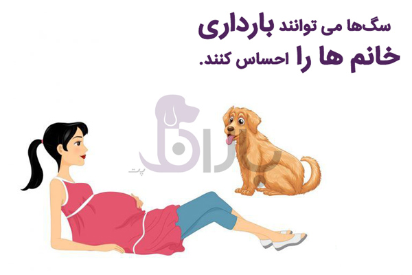 تشخیص بارداری انسان توسط سگ