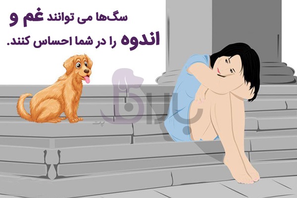 احساس غم و اندوه انسان توسط سگ