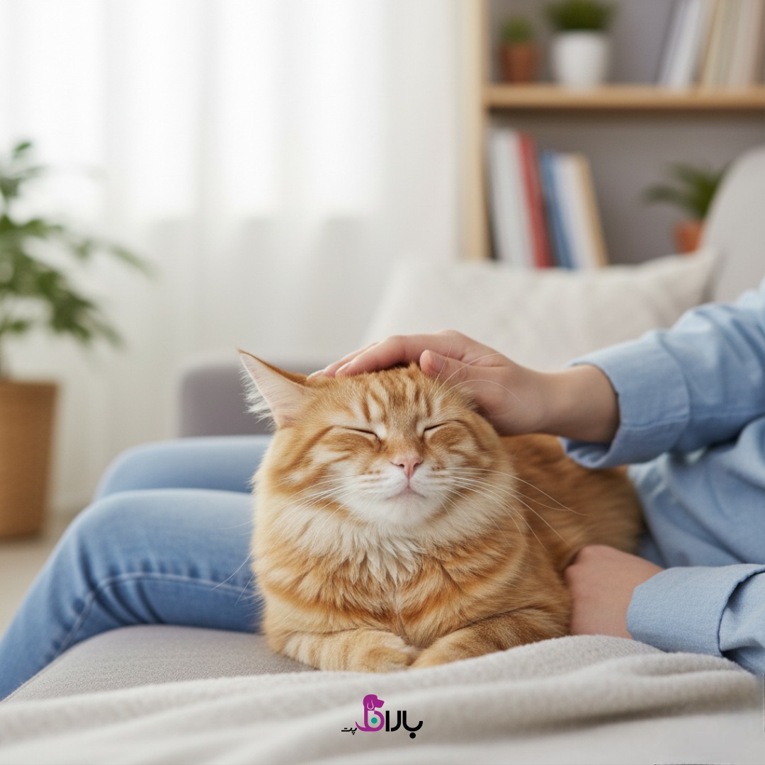 بی فراری گربه