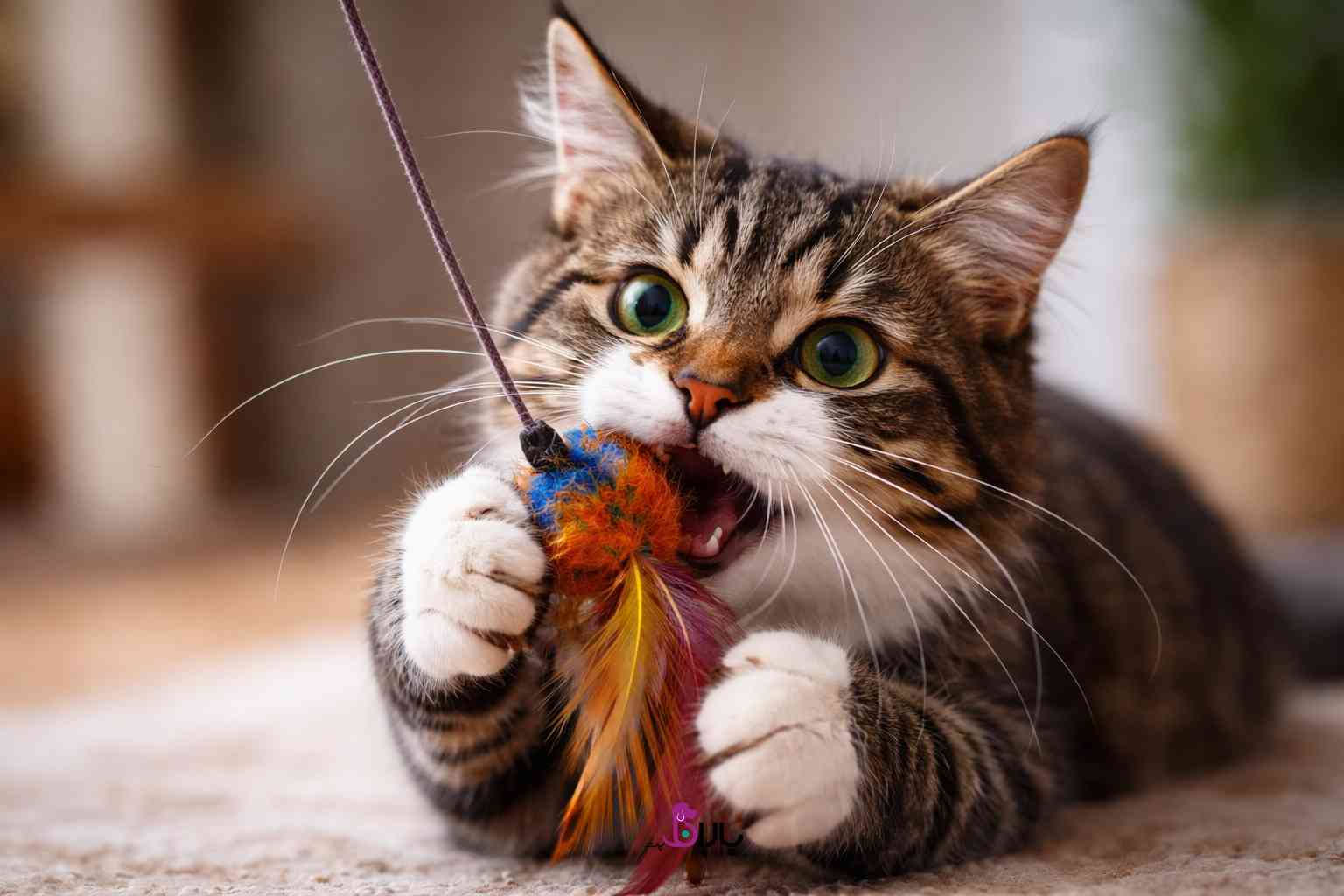 علت گاز گرفتن گربه