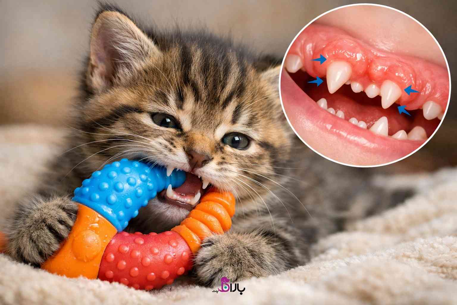 علت گاز گرفتن گربه