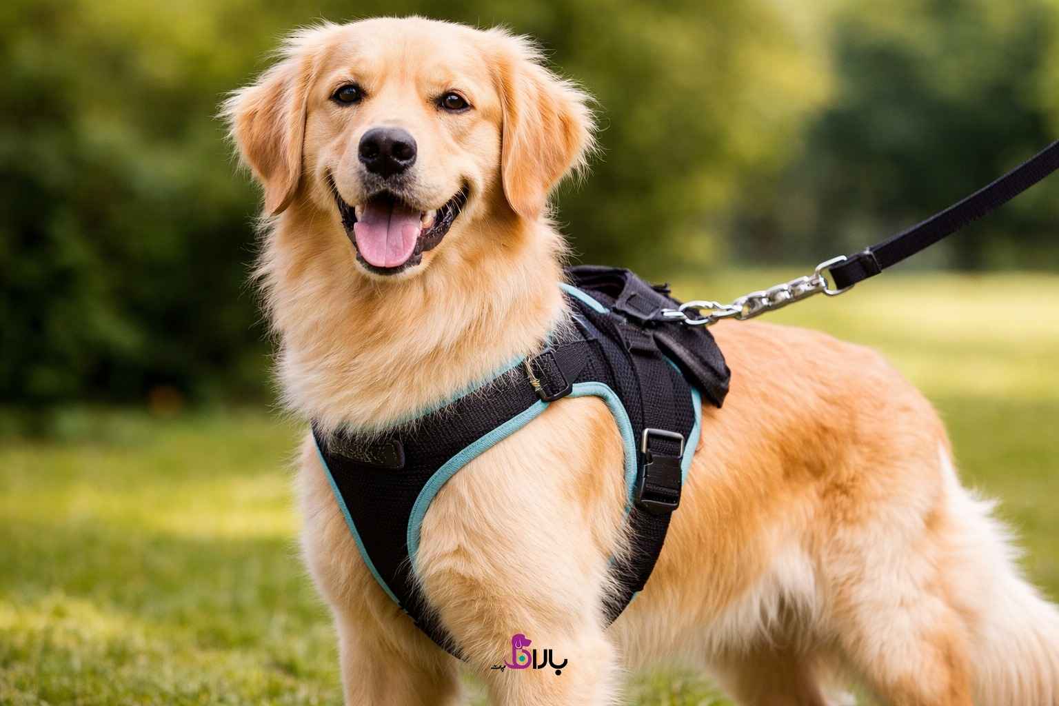 لیست وسایل مورد نیاز سگ: قلاده