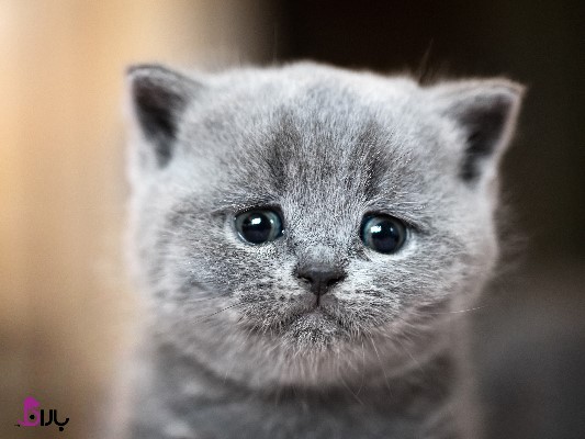 آیا گربه ها گریه می کنند؟ چه چیزی میخواهید بدانید