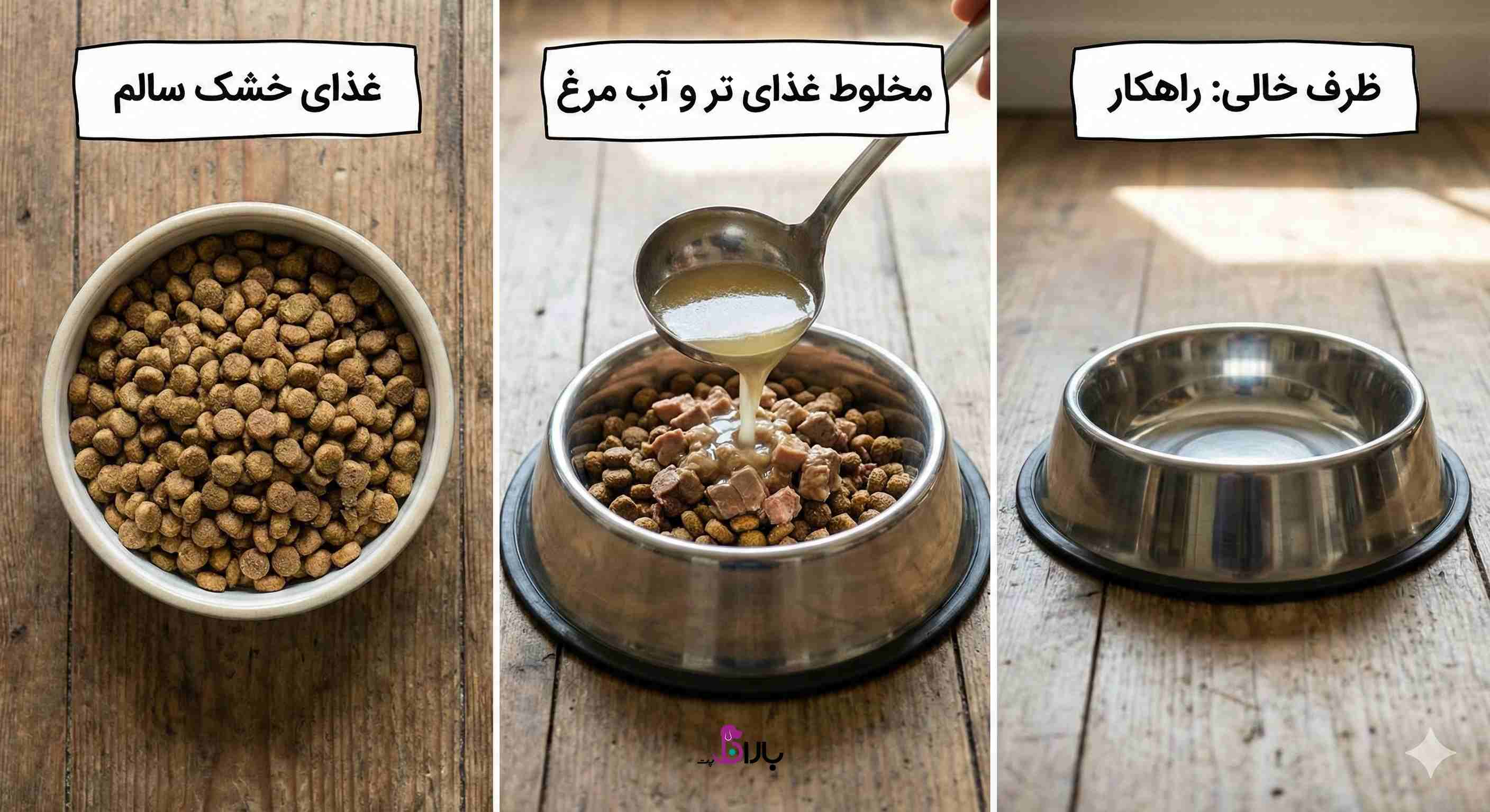 چرا سگم غذای خشک نمیخوره؟