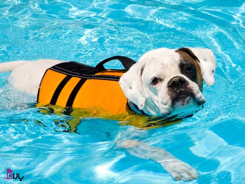 شنا کردن سگ با جلیقه نجات در استخر