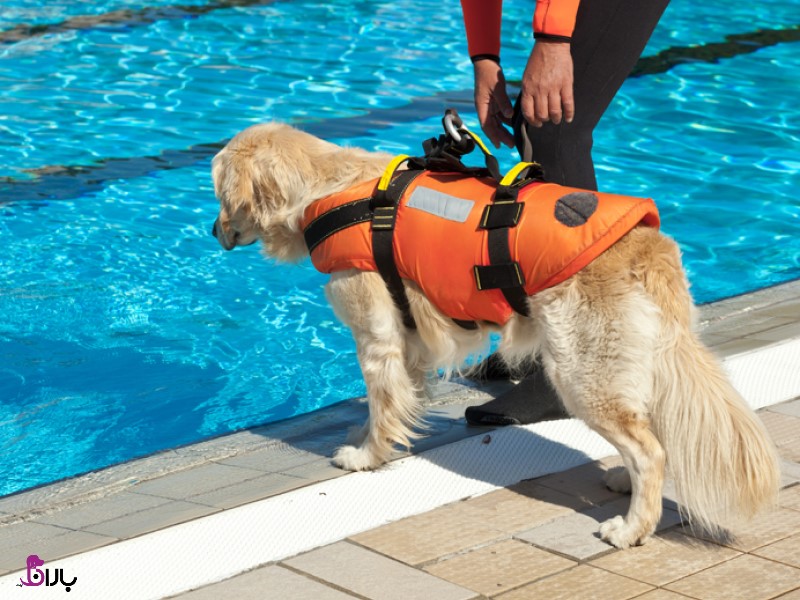 آموزش شنا به سگ