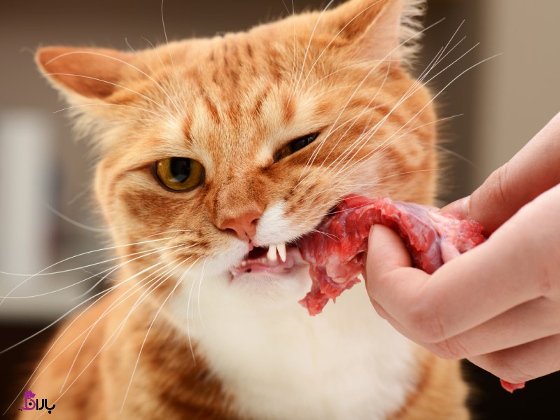 گربه ها چه چیزهایی می ‏توانند بخورند؟