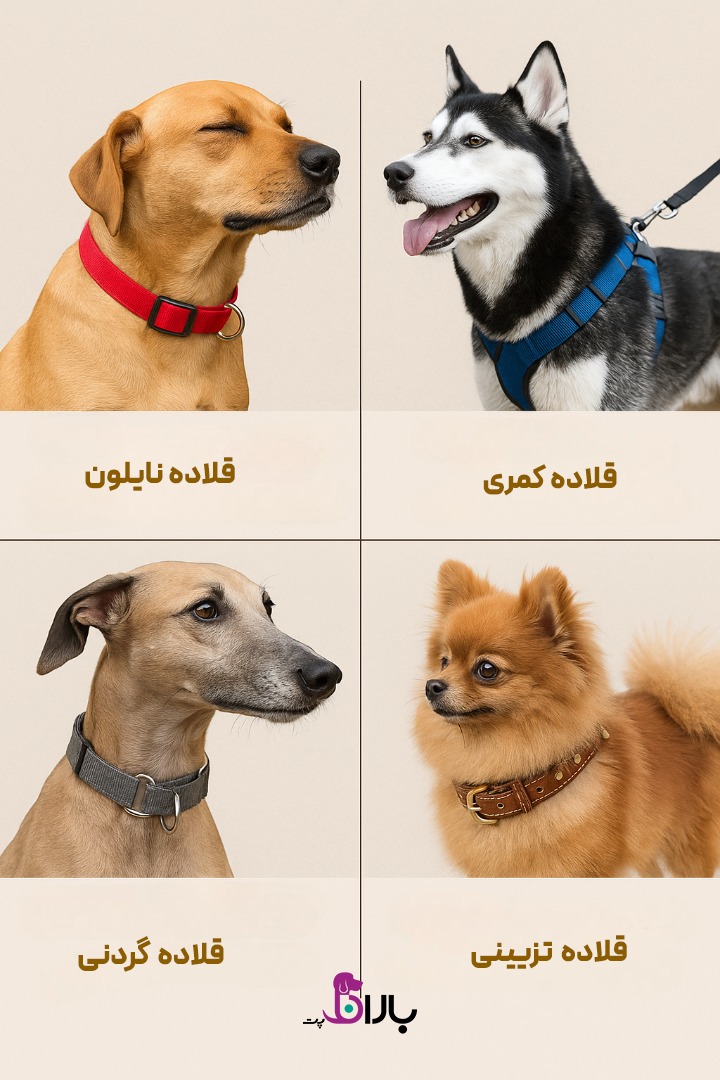انواع قلاده سگ