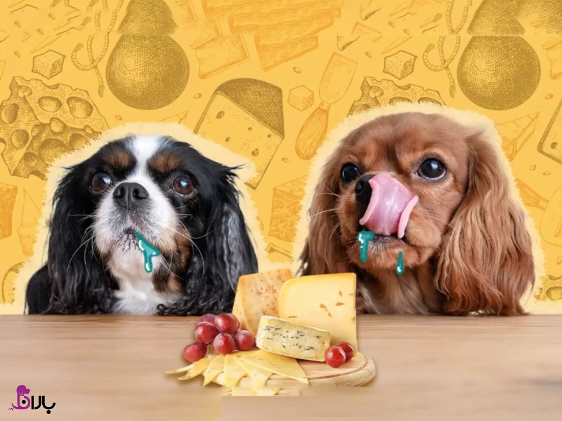آیا سگ می تواند پنیر بخورد؟