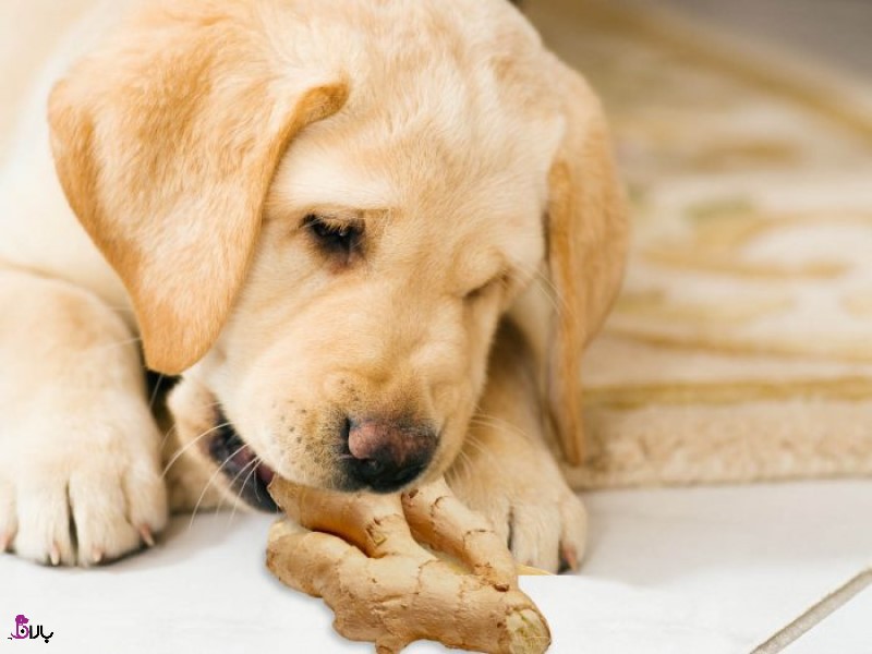 آیا سگ ها می توانند زنجبیل بخورند؟