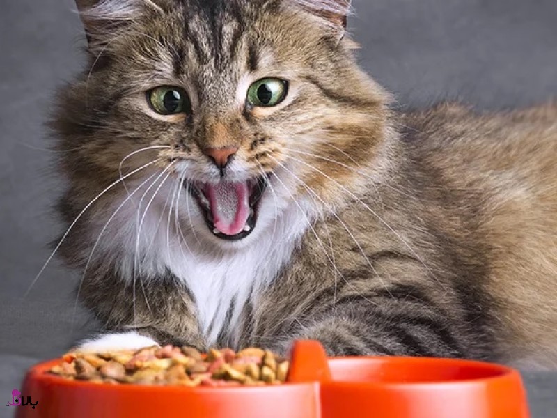 آلرژی غذایی در گربه