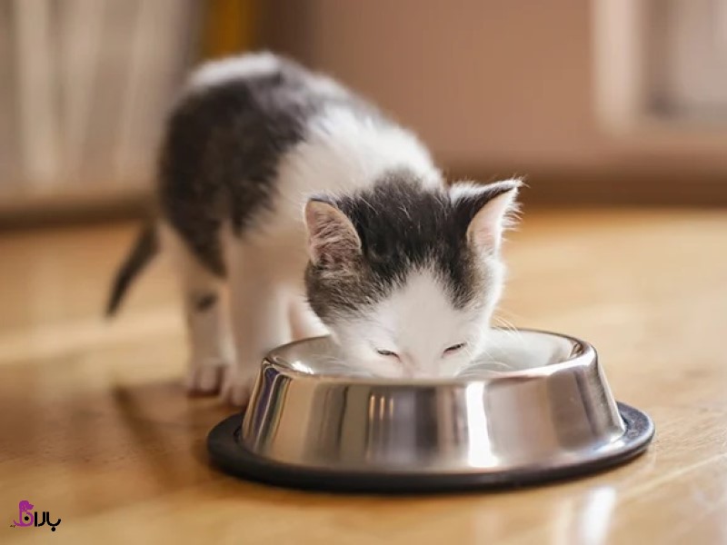 آلرژی به غذا در گربه