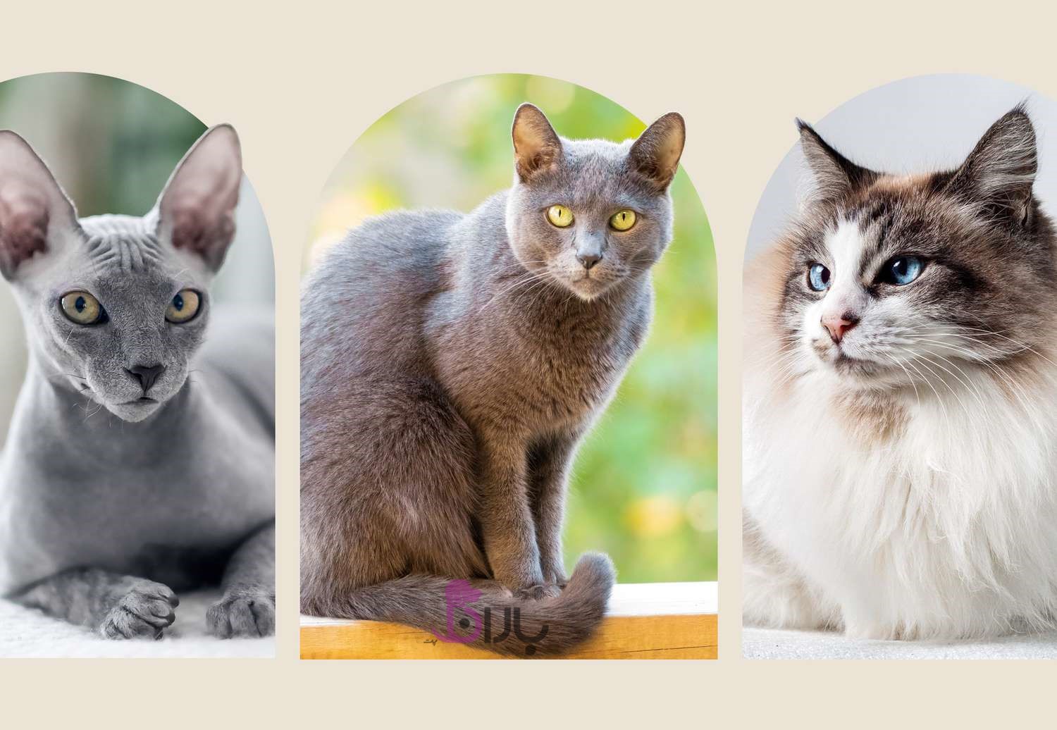 10 نژاد گربه با عمر طولانی
