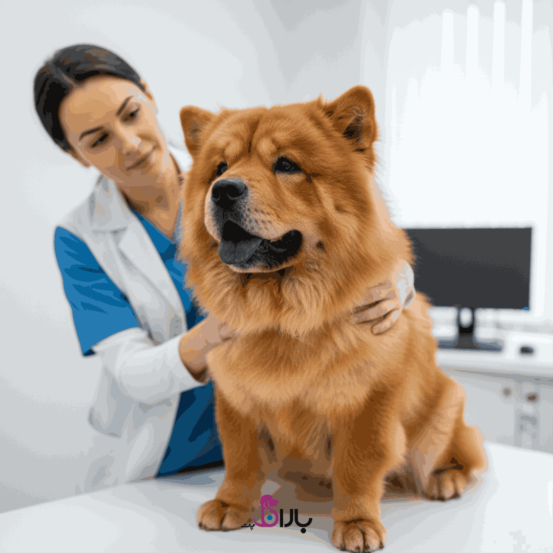 نژاد سگ چاوچاو