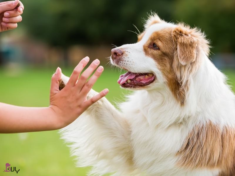 چگونه به سگ بزن قدش یا دست بده را یاد دهیم ؟