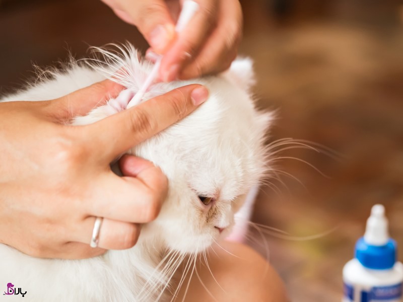5 درمان خانگی برای کنه گوش در گربه ها