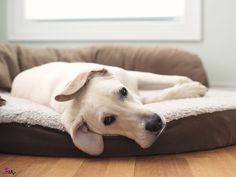 چگونه می توان سگ های مضطرب را آرام کنیم؟