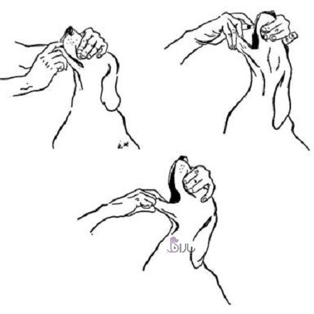 آموزش قرص دادن به سگ