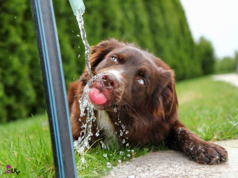 چگونه سگ را وادار به نوشیدن آب کنیم؟