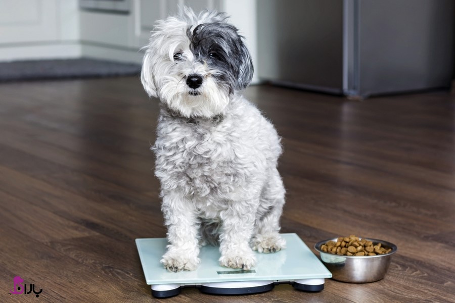 رژیم غذایی کاهش وزن سگ