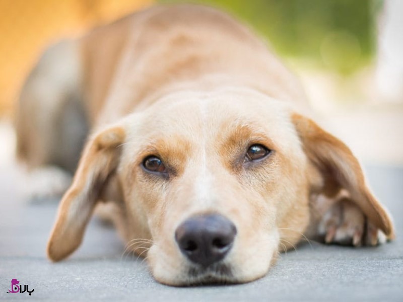 علایم سرطان در سگ