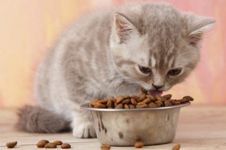 تغذیه صحیح بچه گربه