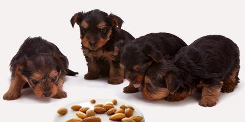 آیا سگ ها می‌توانند بادام بخورند ؟