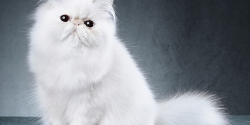آشنایی با گربه نژاد پرشین : گربۀ اصیل ایرانی