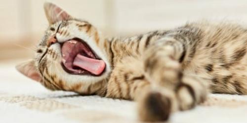 علت بوی بد دهان گربه و راه‌های درمان آن