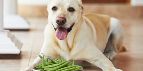آیا سگ‌ها می‌توانند نخود فرنگی بخورند؟