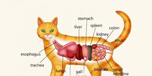 آناتومی گربه ( اسکلت و ماهیچه )