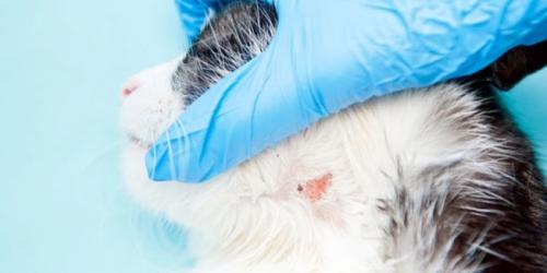 علل و درمان مشکلات پوستی در گربه ها