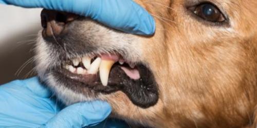 بیماری های دندانی در سگ