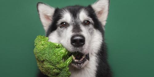 آیا سگ‌ها می‌توانند کلم بروکلی بخورند؟