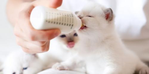 شیر دادن به بچه گربه با شیشه شیر