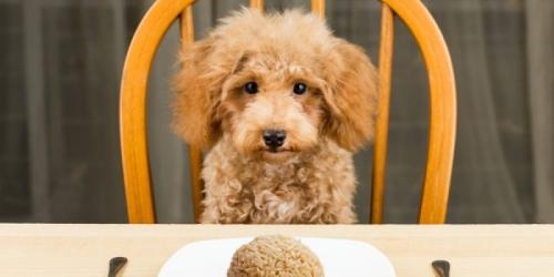 آیا سگ ها می‌توانند برنج بخورند ؟