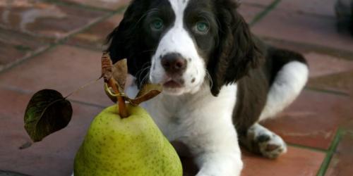 آیا سگ می تواند گلابی بخورد؟