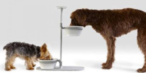 چرا حیوان خانگی شما به ظرف غذای بلند احتیاج دارد؟