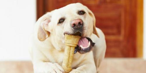 فواید و مضرات استخوان برای سگ ها